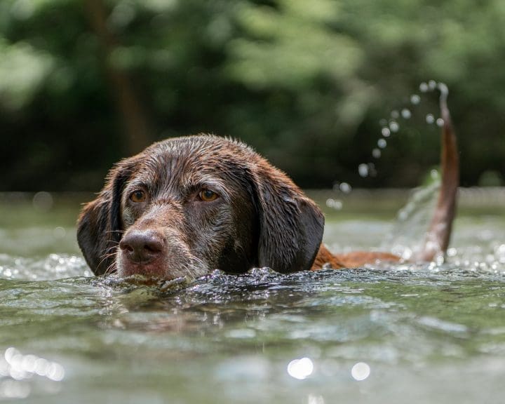 Stay away from blue-green algae and keep your dogs safe 5