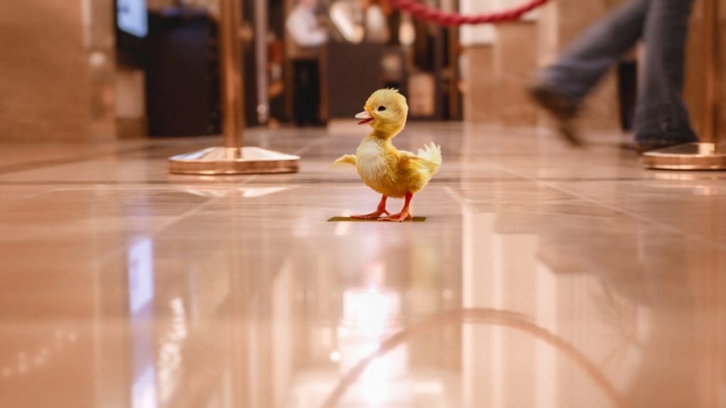 Hastings Hotels Launches ‘The Doorman and the Duck 2’ 4