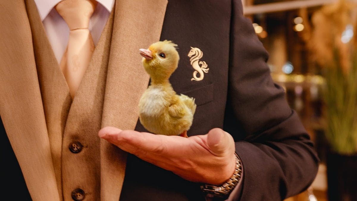 Hastings Hotels Launches ‘The Doorman and the Duck 2’ 1